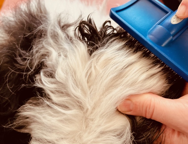 Doodle nach dem Baden