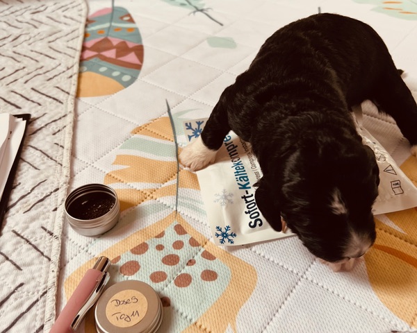 Welpenfrühförderung 2