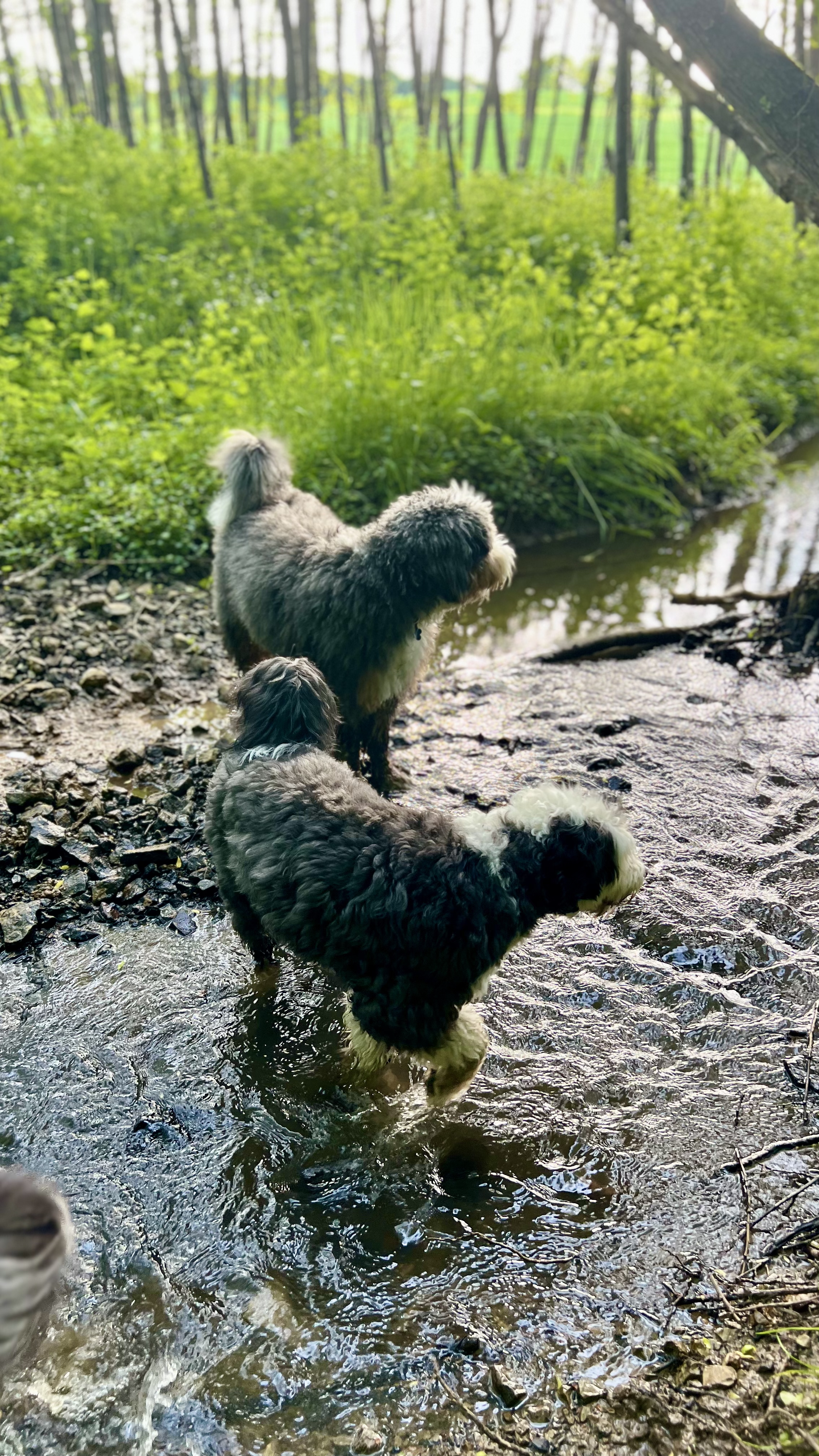 Australian Mountain Doodle im Garten